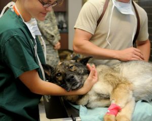 Dierenkliniek in Best - professionele dierenartsen zorgen voor gezondheid van huisdieren in Best